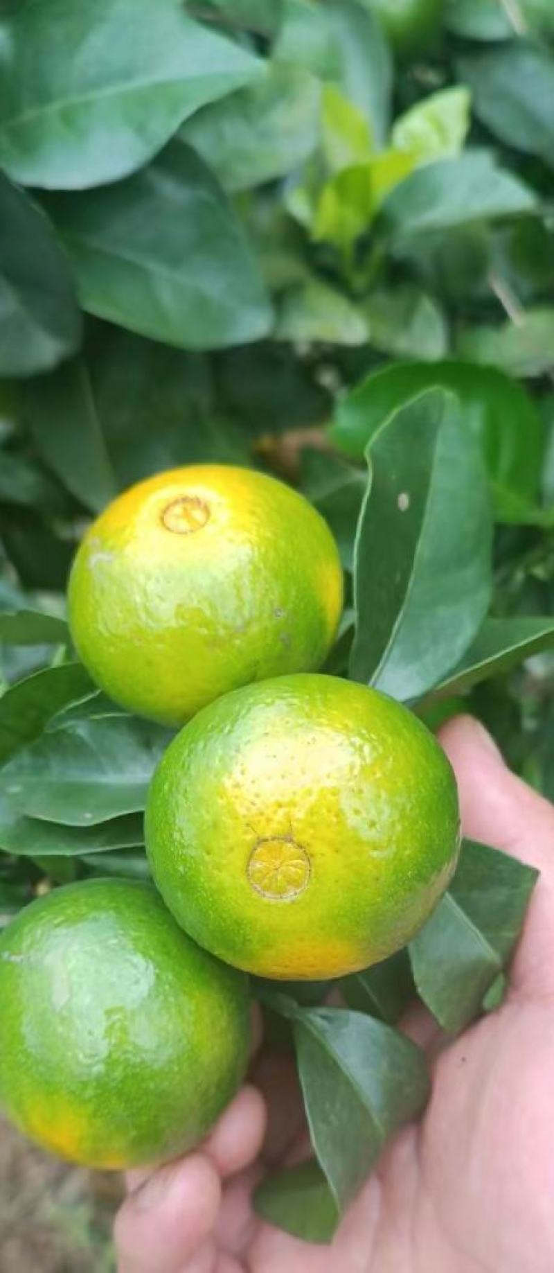 金秋砂糖橘准备上市