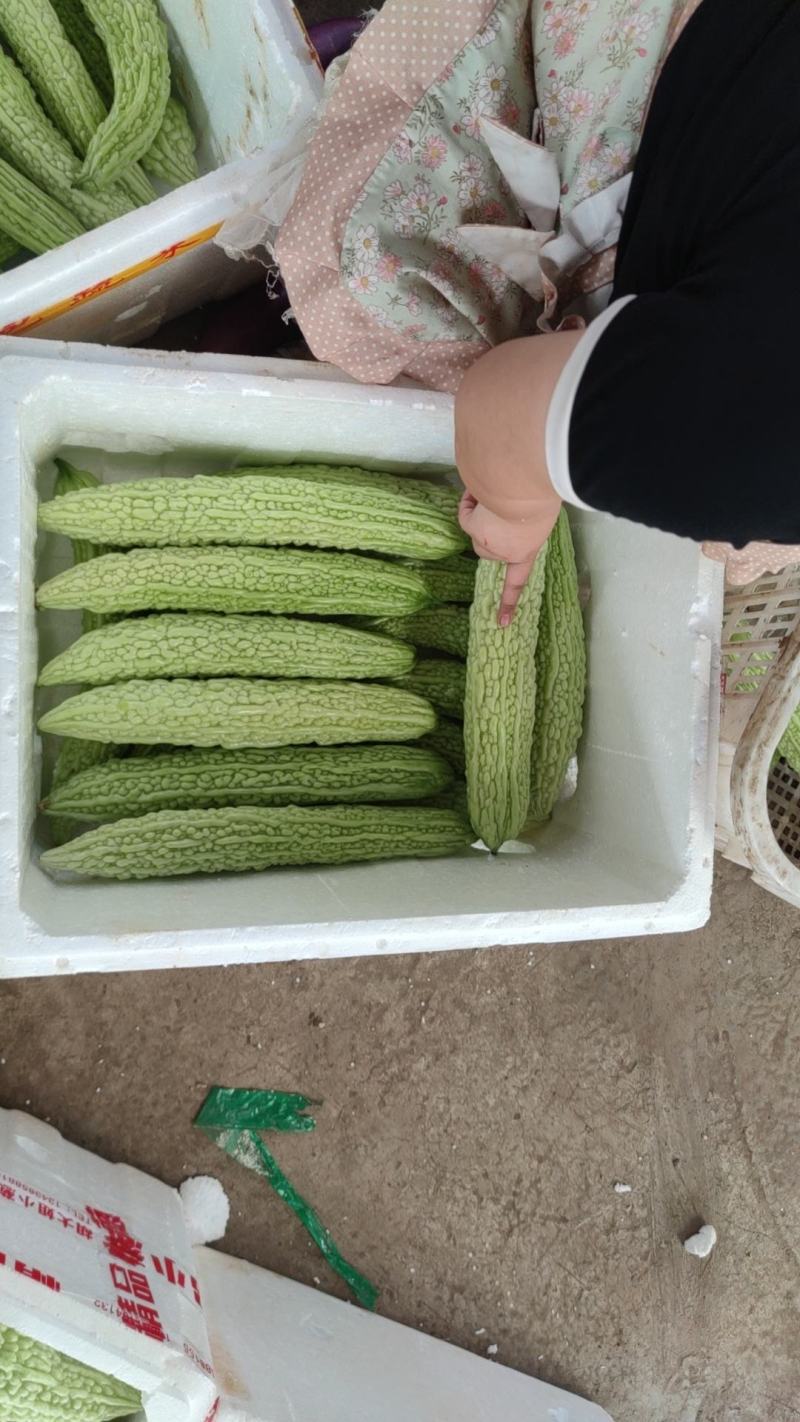 苦瓜