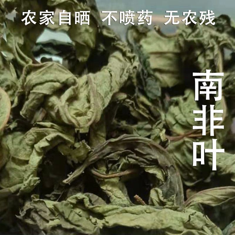 广西南非干叶农夫自种自晒南非干叶将军叶天然新鲜晒干清热高