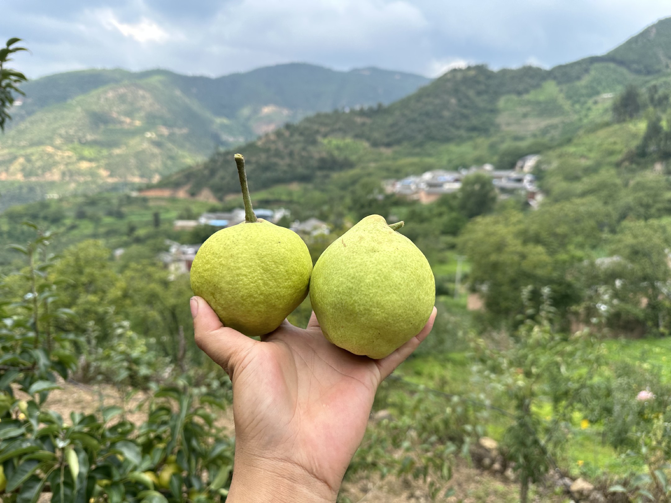 梨园风光