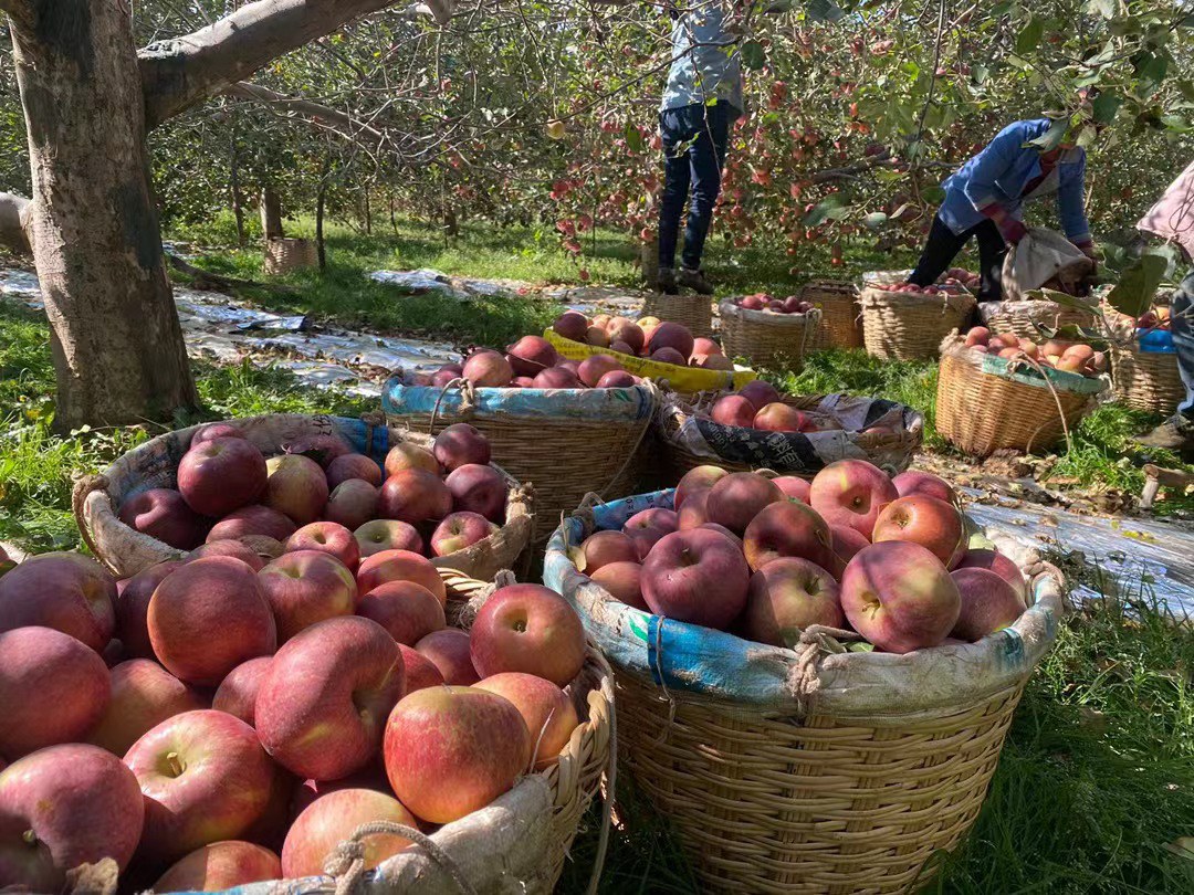 小白梨果园实景图