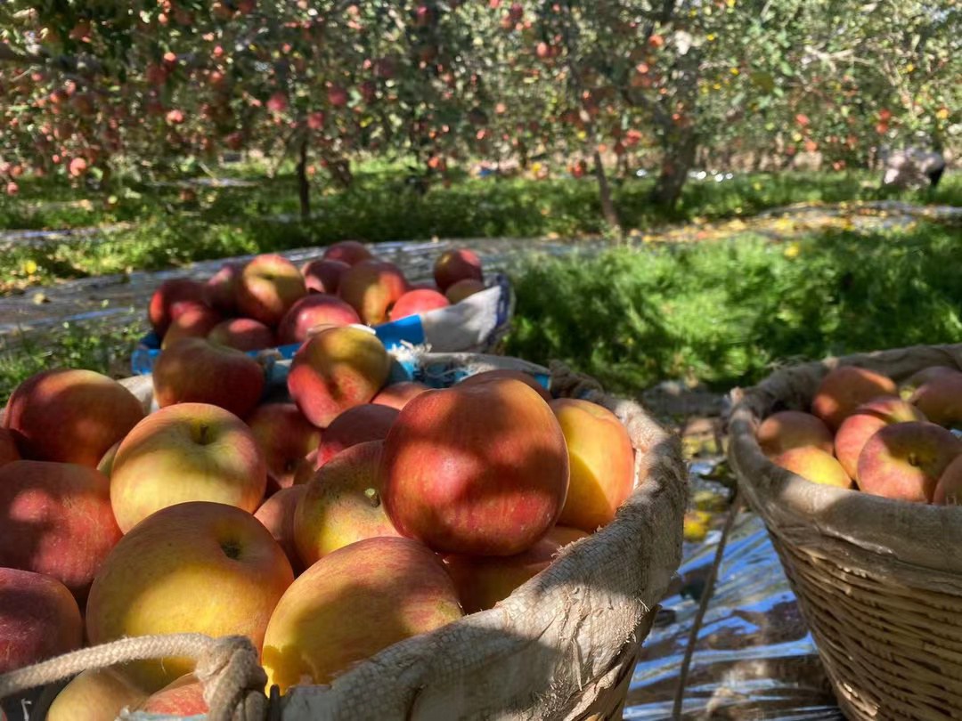 丰水梨在常温下存放的场景:展示丰水梨放置在果篮中 丰水梨在常温下存放的场景