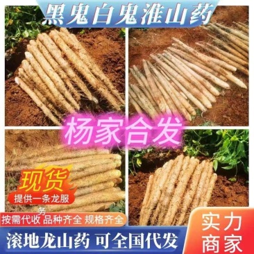 铁棍山药白鬼黑鬼滚地龙淮山条形好粉糯山药。欢迎订购