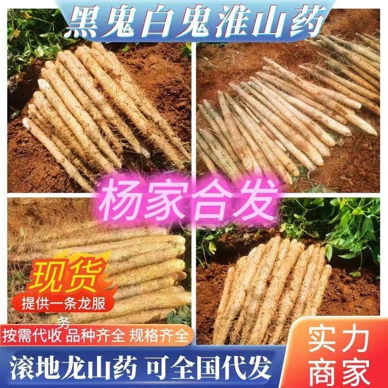 铁棍山药白鬼黑鬼滚地龙淮山条形好粉糯山药。欢迎订购