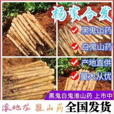 《推荐》广西山药黑鬼白鬼淮山山药广西产地欢迎订购