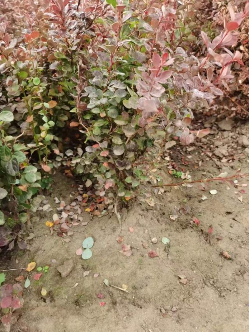 红叶小檗紫叶小檗东北耐寒绿篱色块苗可实地看苗优惠