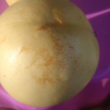 9月25开园芒果味甜如蜜的黄油桃迎接十月一，欢迎客户采购