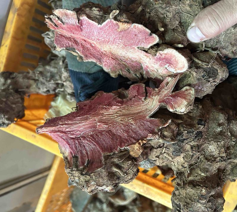 野生红肉土茯苓