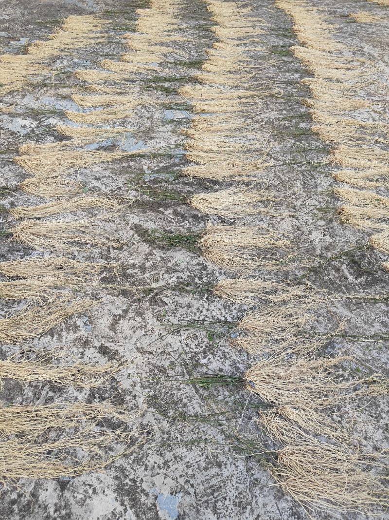 龙胆草老君须，赶黄草水洗产地发货自产自销货源新鲜一手货源