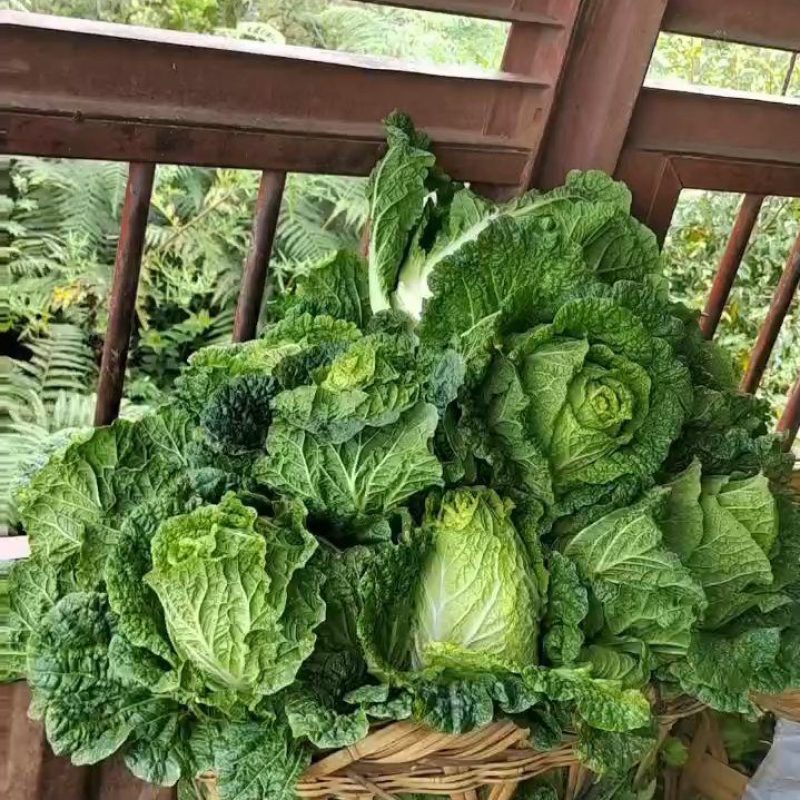 黄心大白菜大量有货，有需要的老板抓紧