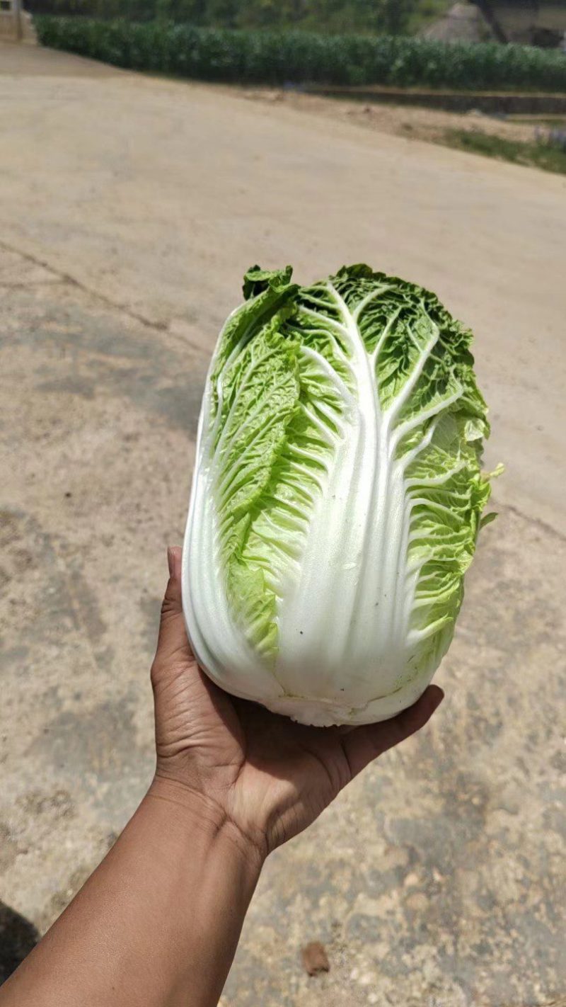 黄心大白菜大量有货，有需要的老板抓紧