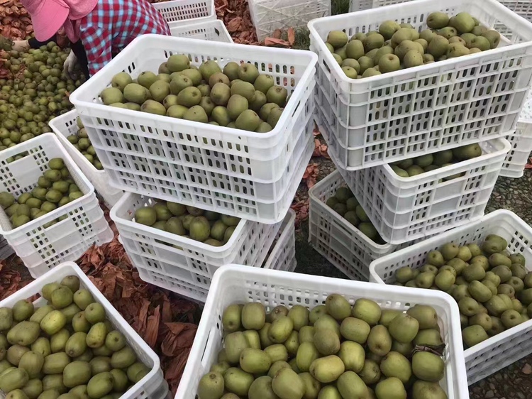 一个透明纸袋中装有3个绿色猕猴桃和1个黄色香蕉,袋口微微收拢,放置在木质桌面上,背景为厨房环境,光线柔和,展示猕猴桃与高乙烯水果共同催熟的场景 猕猴桃与苹果同放催熟过程示意图