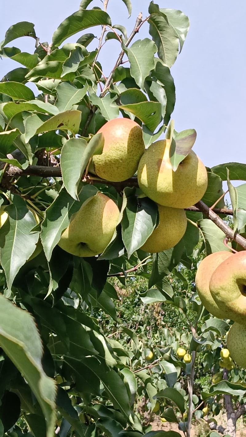 细皮苹果梨