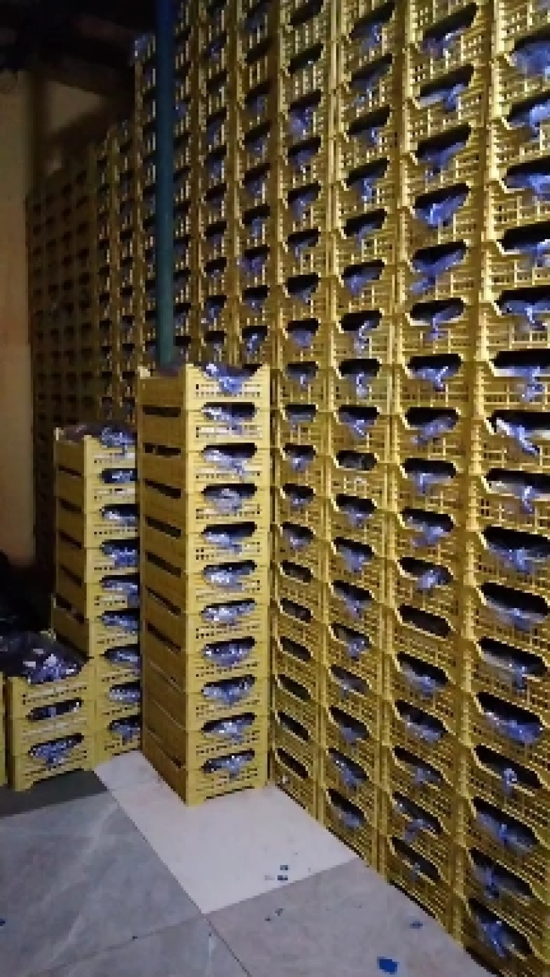 精品巨峰葡萄