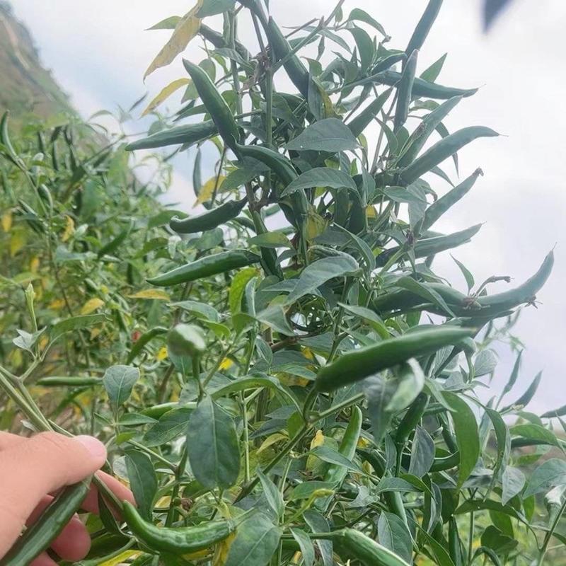 贵州青小米椒大量上市产地直发供应全国市场批发商