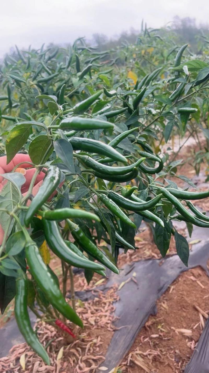 贵州青小米椒大量上市产地直发供应全国市场批发商