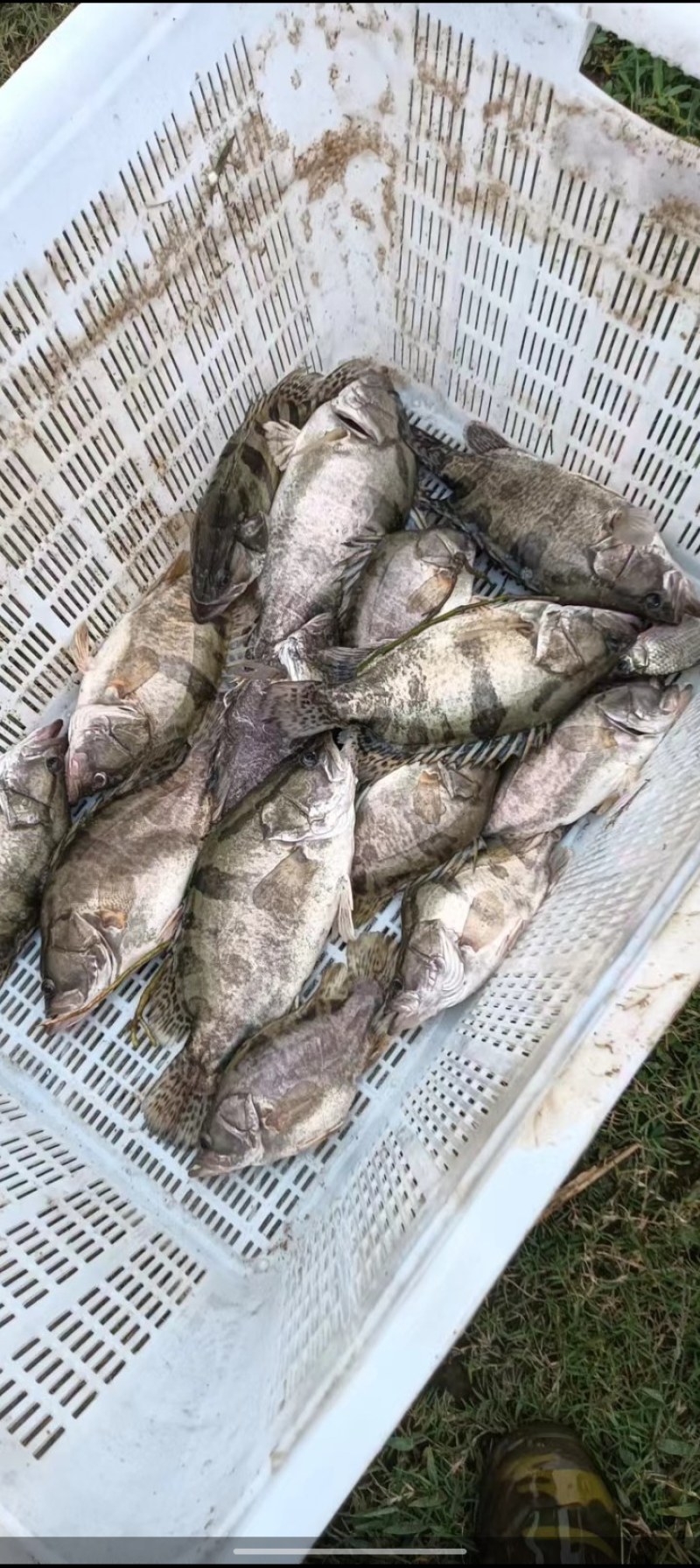 桂鱼