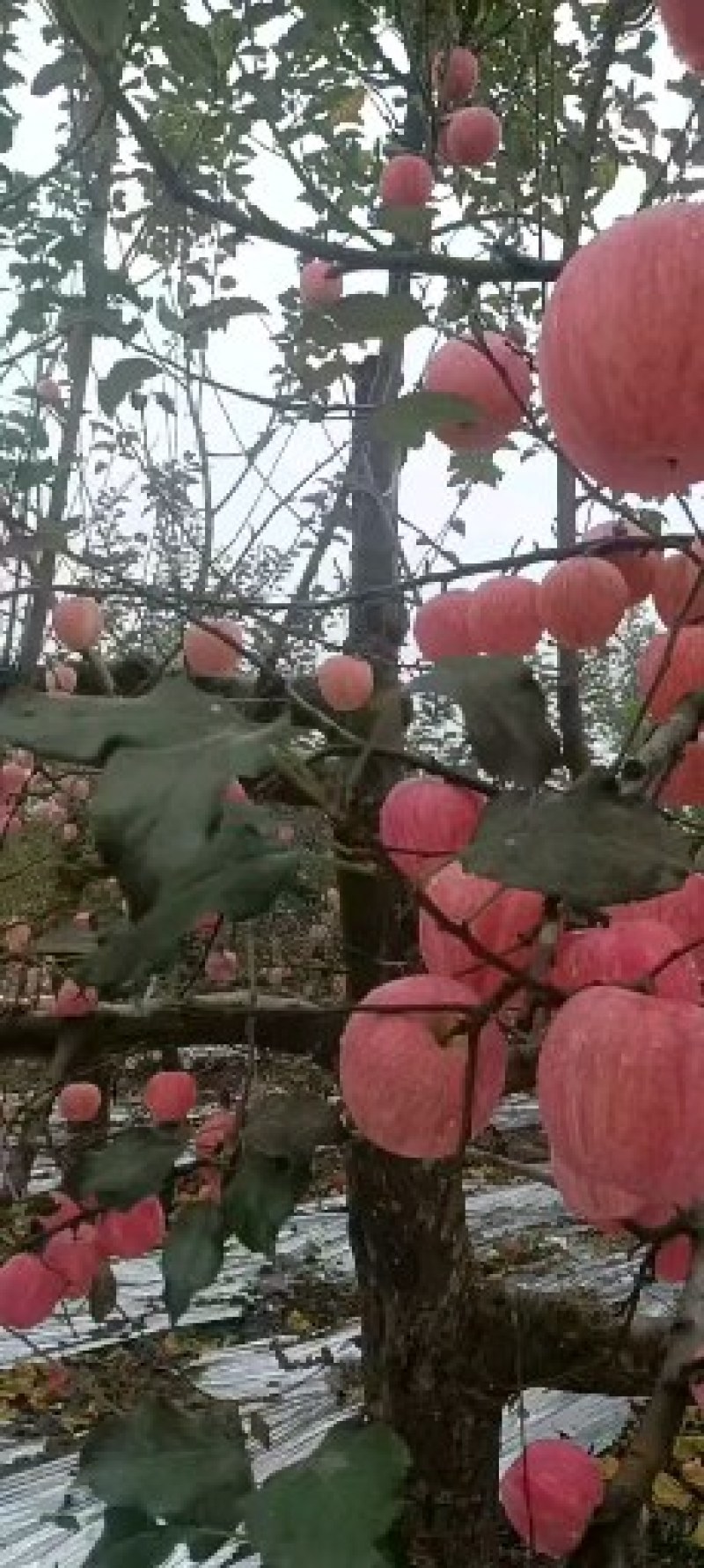 好吃的富士苹果纯甜可口3.5元一斤