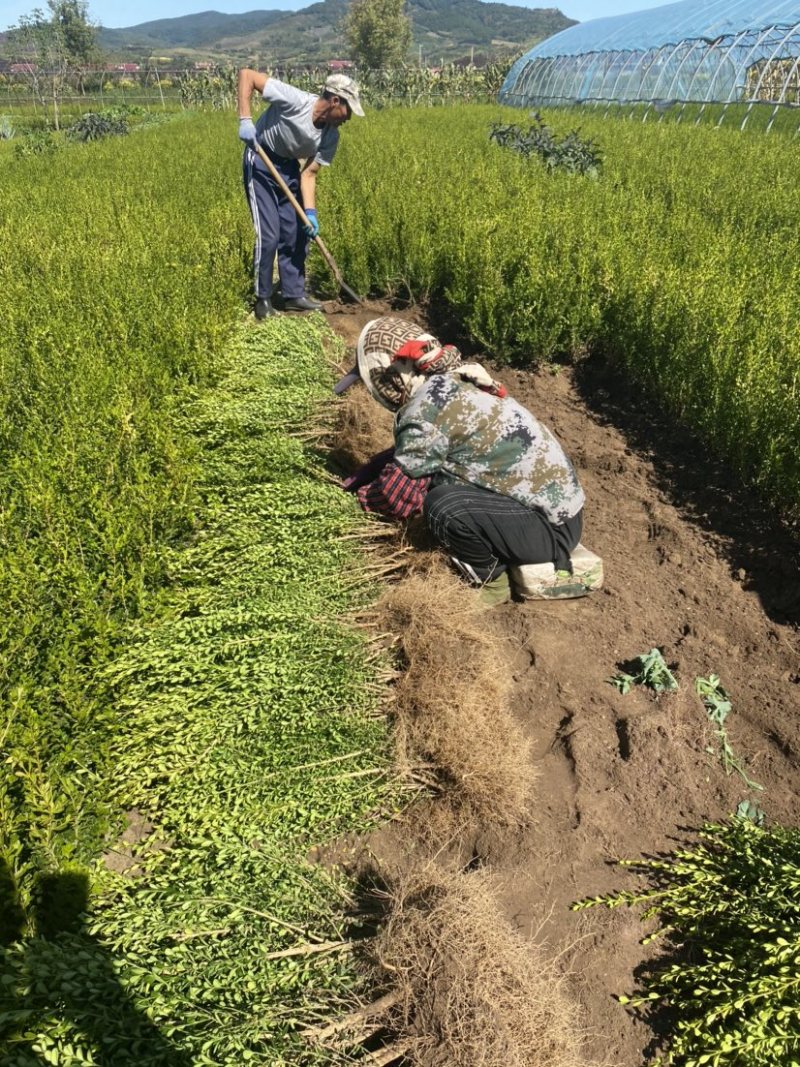 东北辽宁小叶黄杨绿篱苗朝鲜黄杨苗产地批发