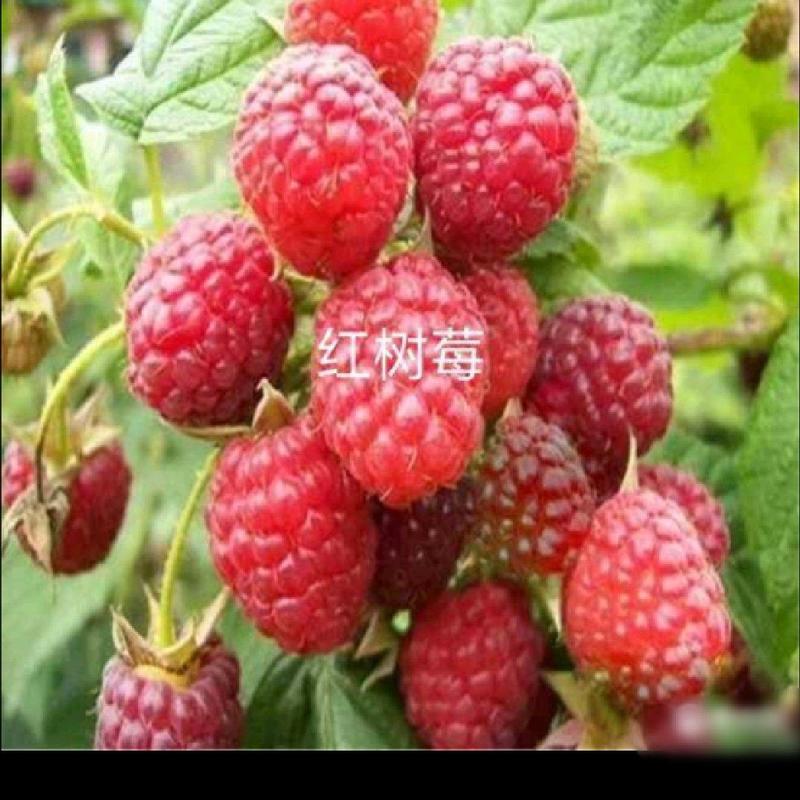 红树莓出售