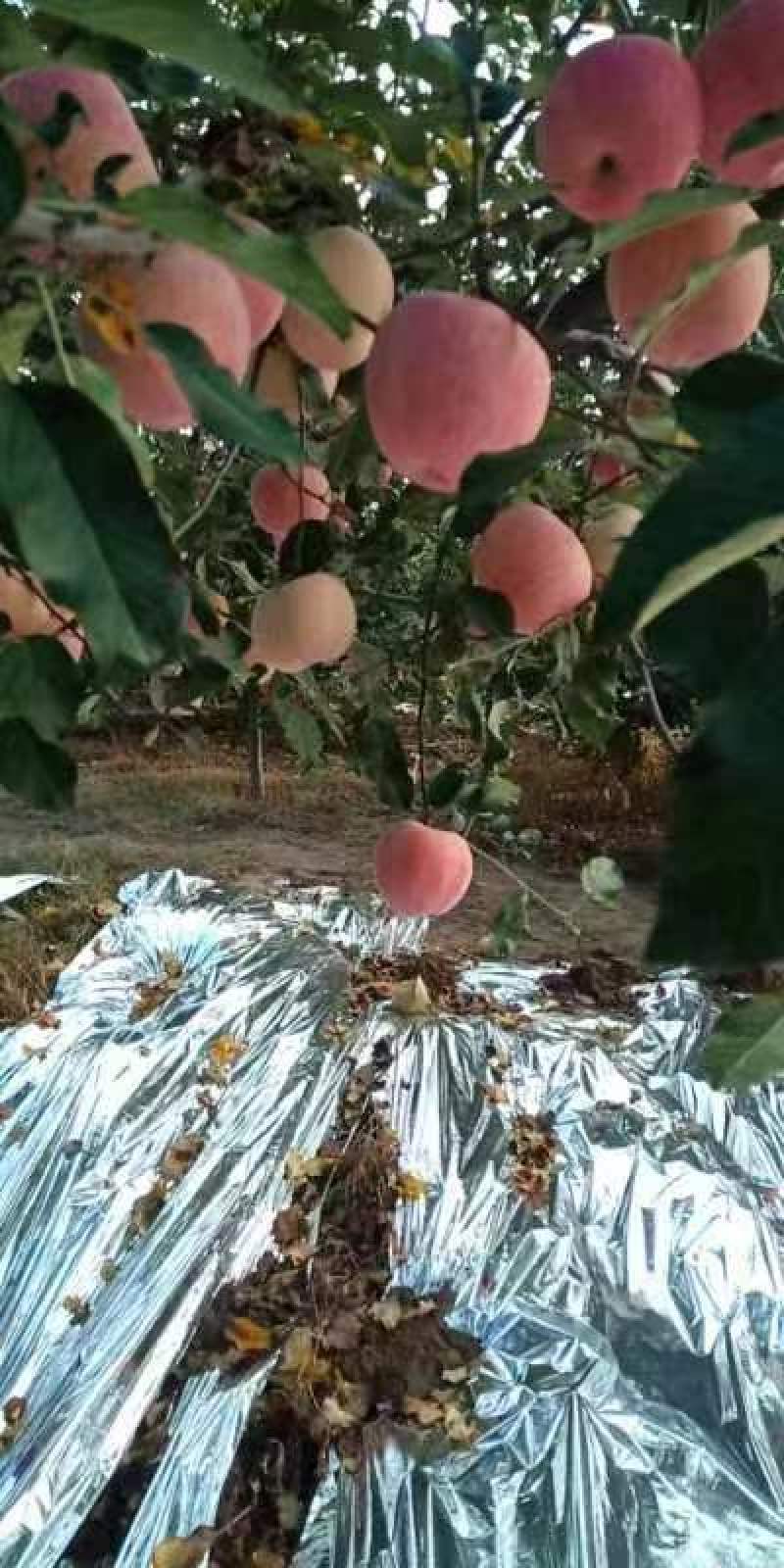 好吃的富士苹果纯甜可口3.5元一斤