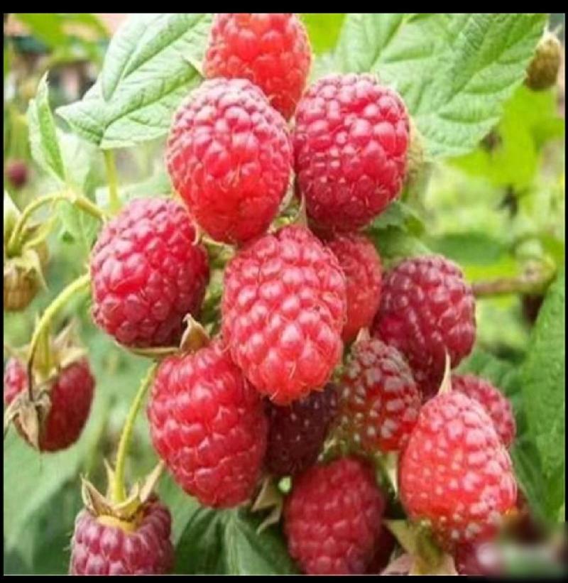 红树莓出售