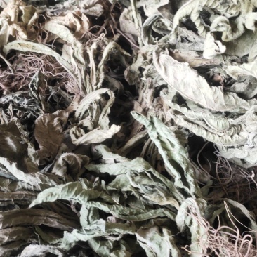 纯野生地胆头草