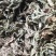 纯野生地胆头草