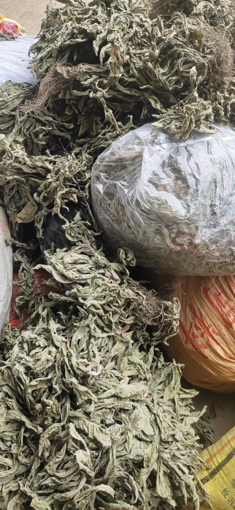 纯野生地胆头草
