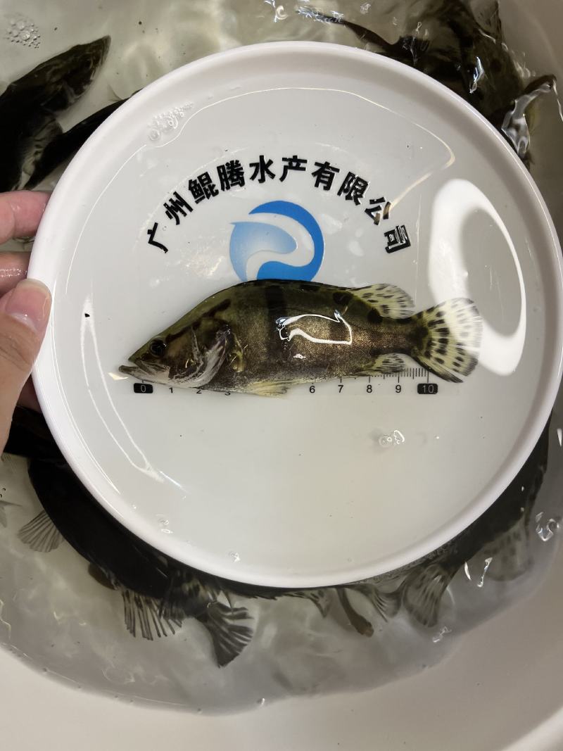 优选桂花鱼苗鲲腾鱼苗好鱼苗鲲腾出产地直销百万现货
