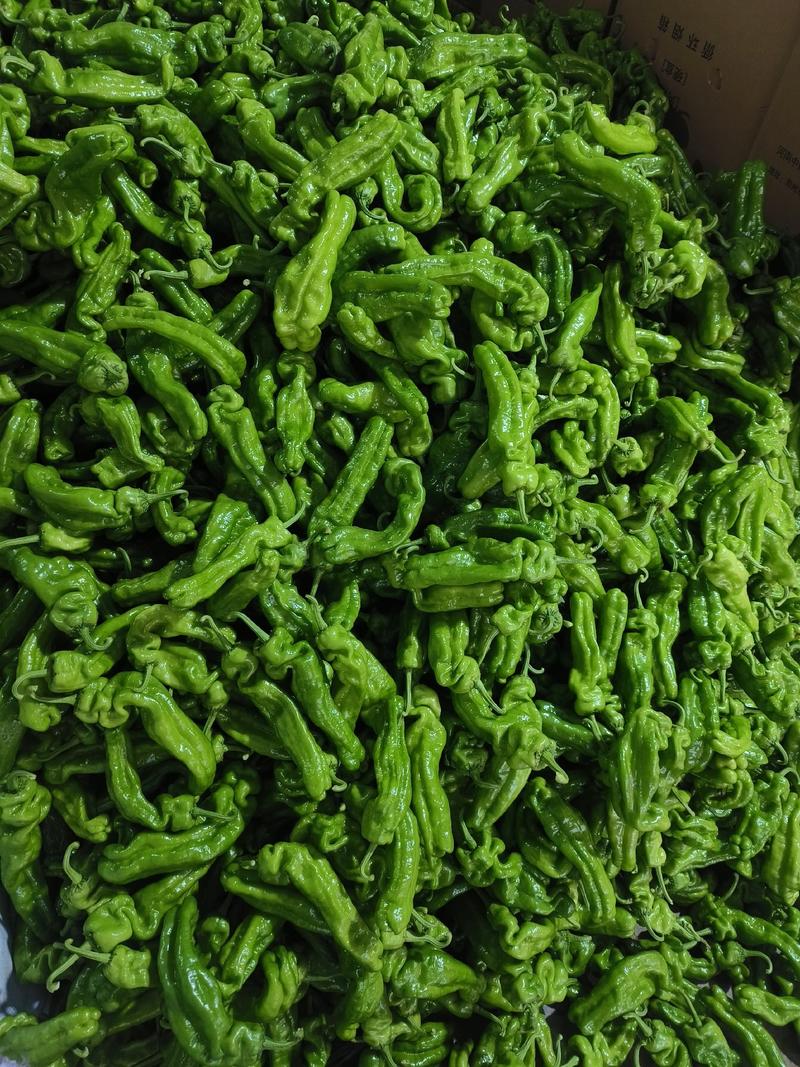 新鲜薄皮椒，大棚种植新苗上市，货量充足，欢迎下单抢购。