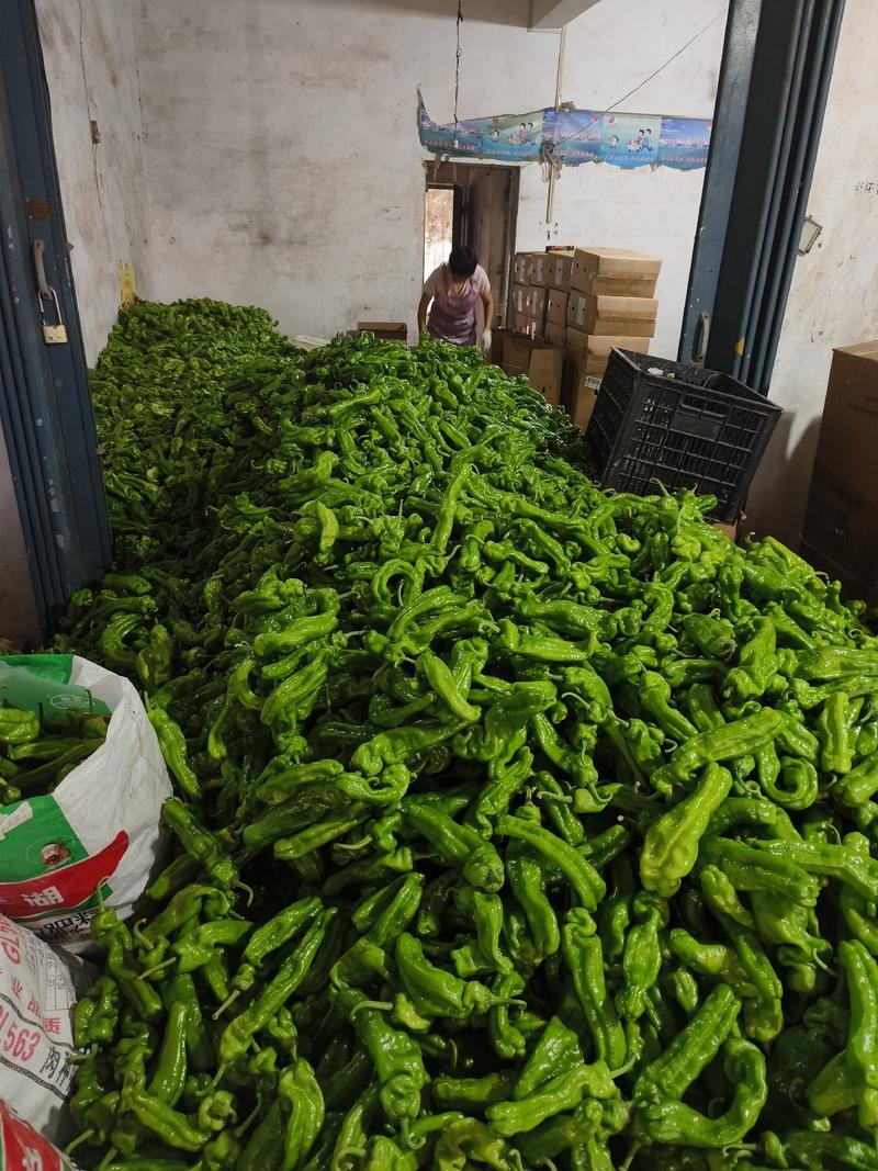 新鲜薄皮椒，大棚种植新苗上市，货量充足，欢迎下单抢购。