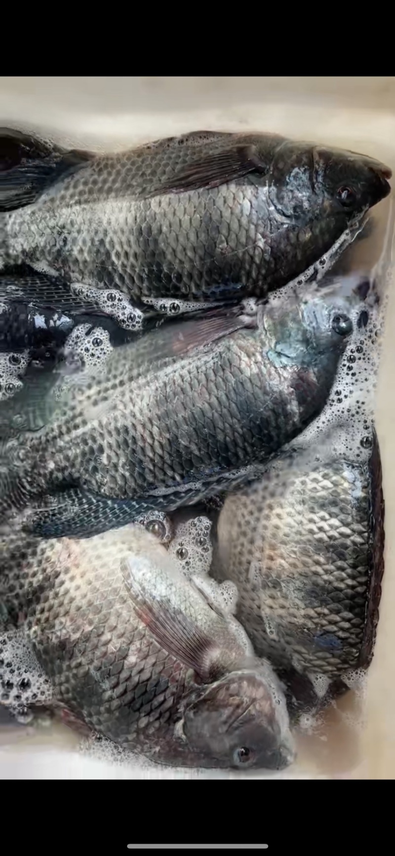 大量罗非鱼出售