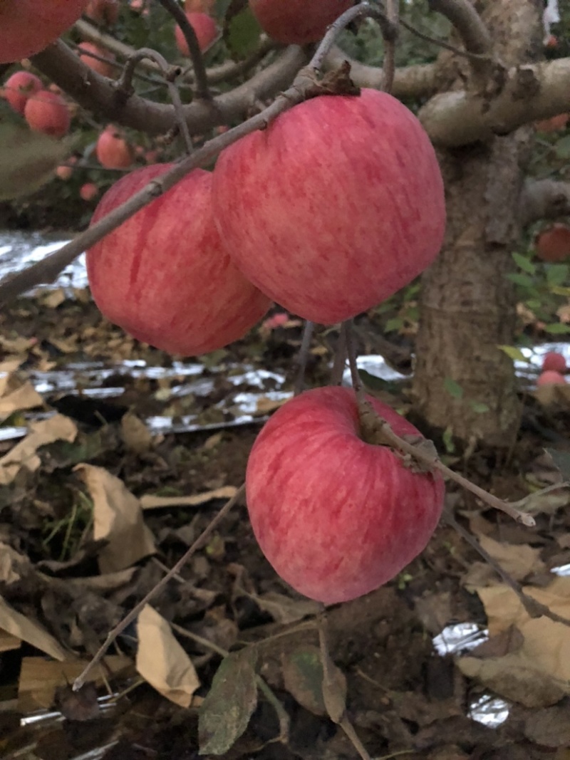 寒富苹果