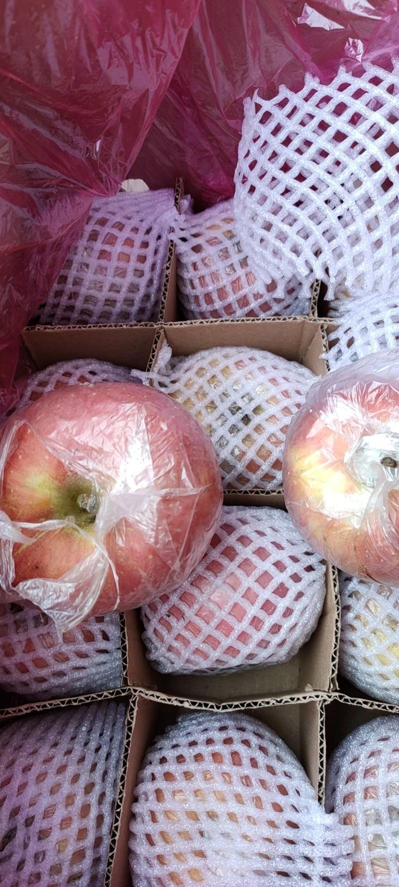 山西苹果膜袋红富士苹果质优价廉电商市场商超品质