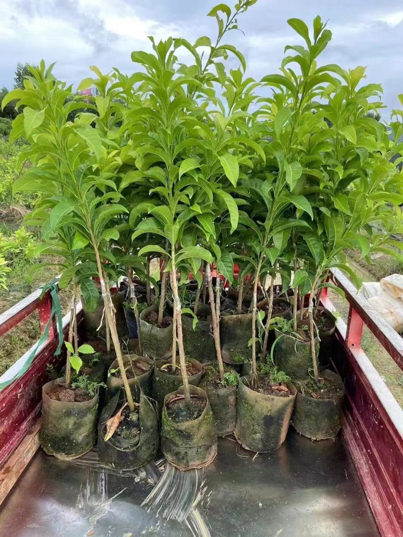 黄晶果苗，冬密黄晶果嫁接苗，黄晶6号嫁接苗，金大黄嫁接苗