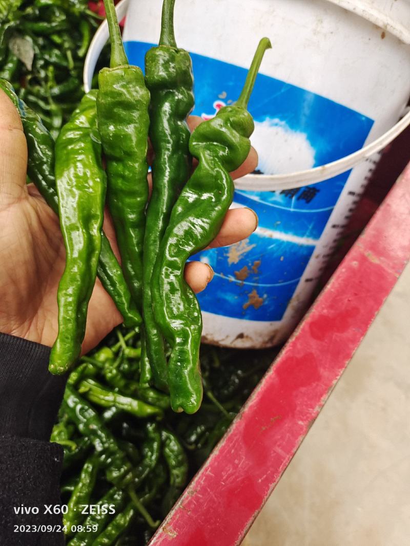 热！热卖陕西蒲城大棚精品皱皮，条形长，颜色好看大量上市