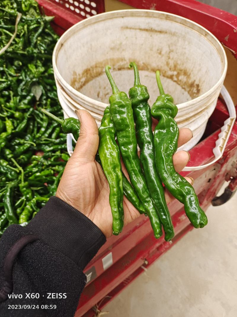 热！热卖陕西蒲城大棚精品皱皮，条形长，颜色好看大量上市