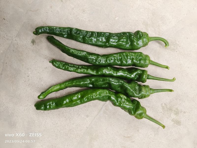 热！热卖陕西蒲城大棚精品皱皮，条形长，颜色好看大量上市
