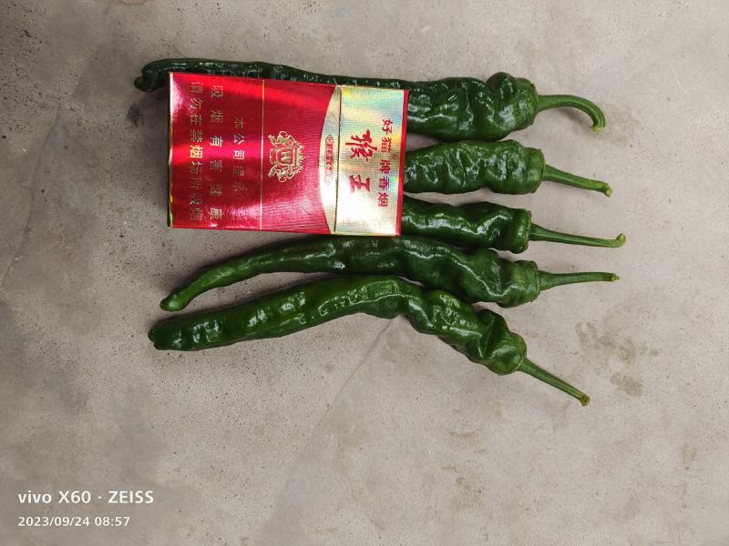 热！热卖陕西蒲城大棚精品皱皮，条形长，颜色好看大量上市