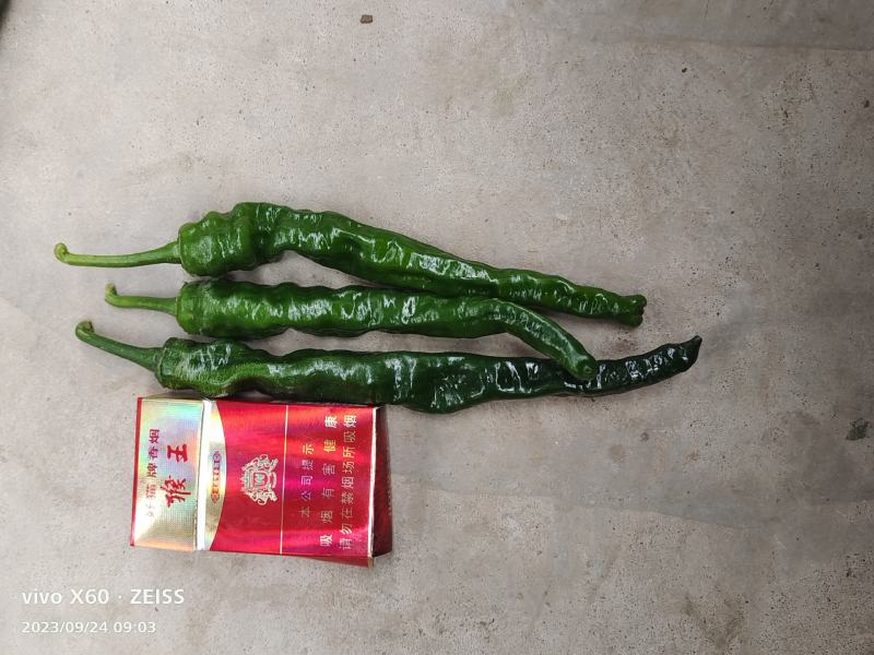 热！热卖陕西蒲城大棚精品皱皮，条形长，颜色好看大量上市