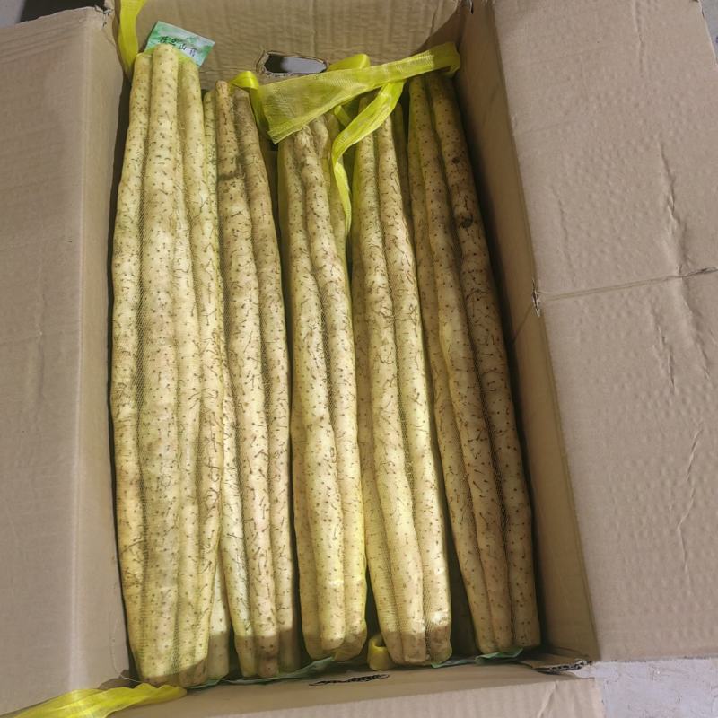 【推荐】河北安平县小白嘴山药种植基地量大从优欢迎咨询
