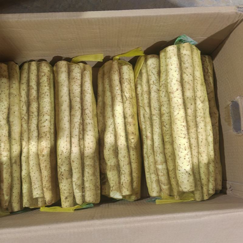 【推荐】河北安平县小白嘴山药种植基地量大从优欢迎咨询