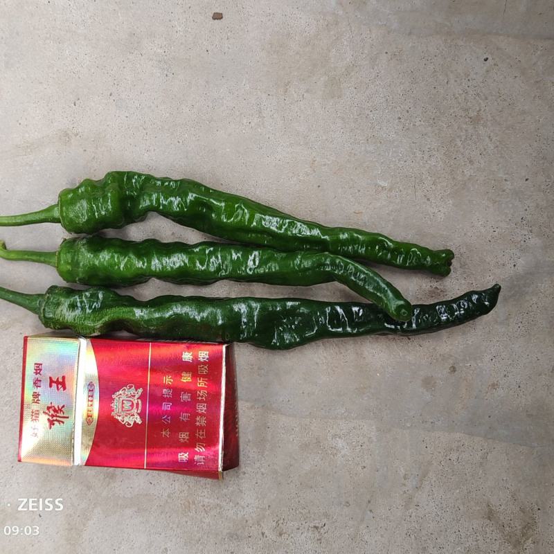 热！热卖陕西蒲城大棚精品皱皮，条形长，颜色好看大量上市