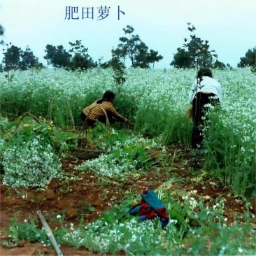 肥田萝卜绿肥种子肥田萝卜秋冬绿肥大全紫云英毛苕白三叶苜蓿