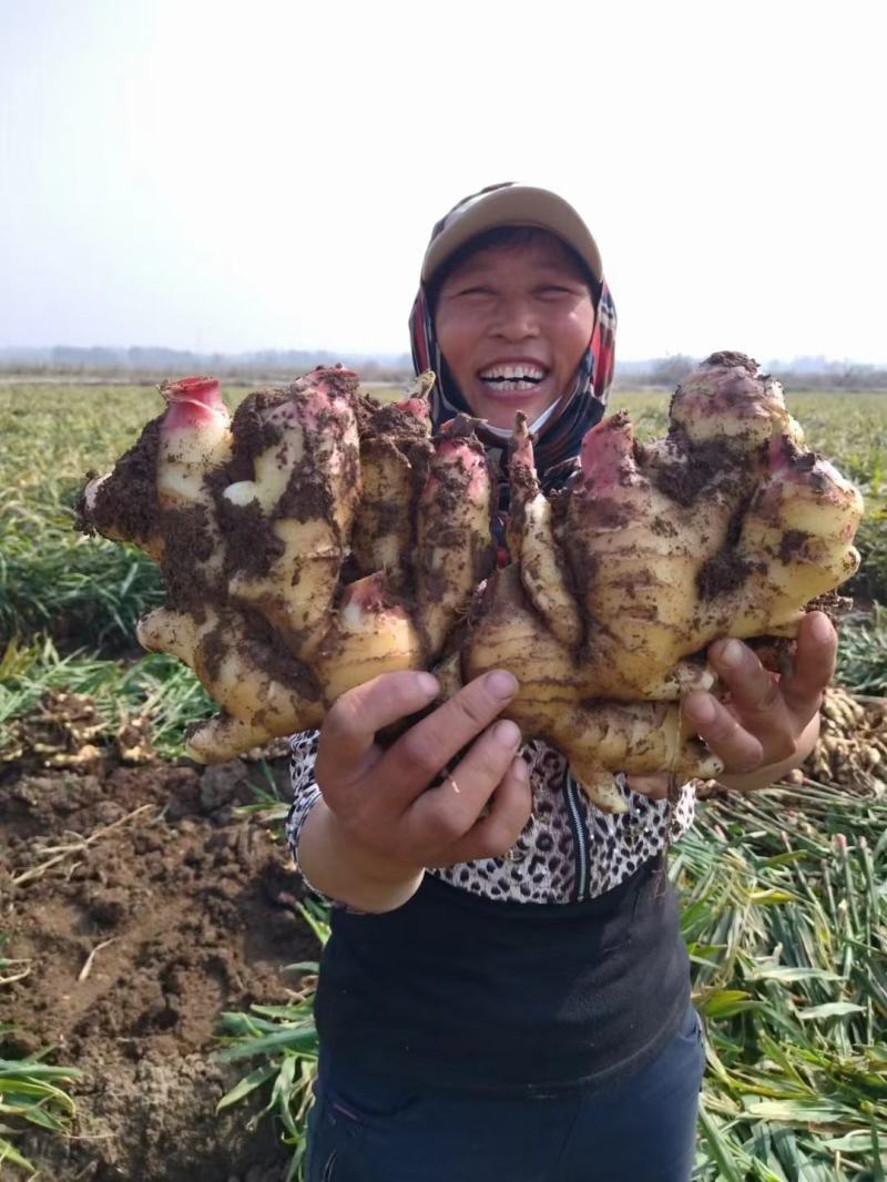 山东大姜缅姜面姜社会姜红芽鲜姜小姜鲜姜仔小黄姜老黄姜产地