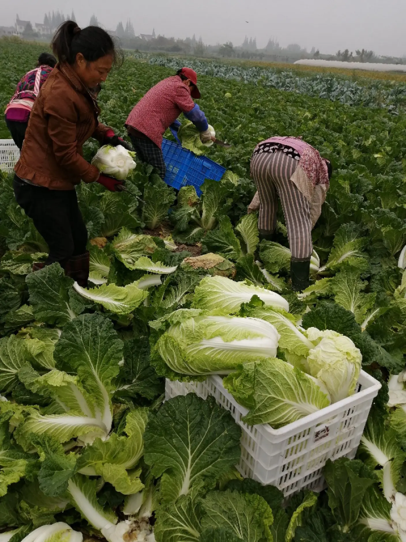 江苏精品夏阳白菜大白菜产地直供价格便宜欢迎采购