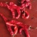 大棚辣椒