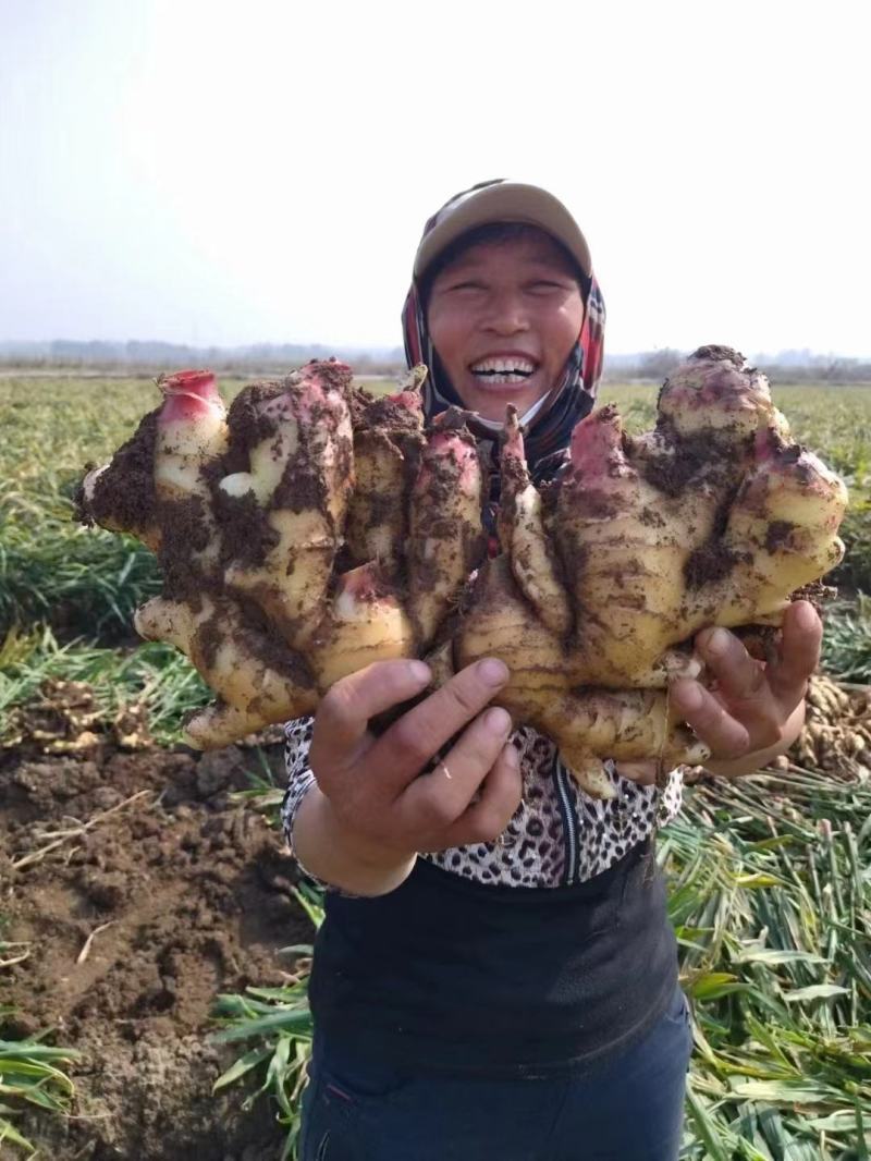 山东大姜鲜姜小黄姜嫩姜生姜面姜缅姜大黄姜姜巴代储存代加工
