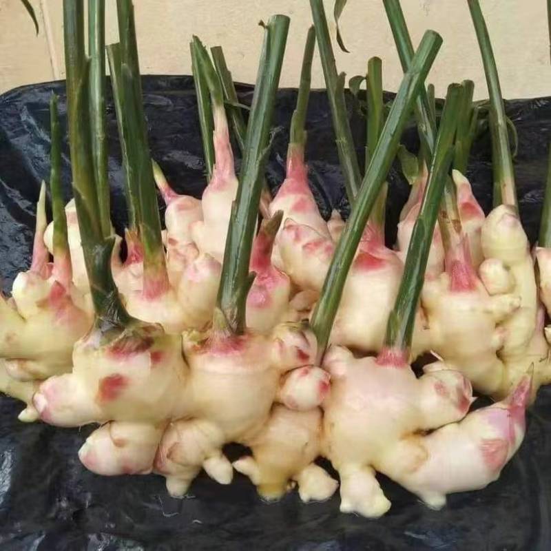 山东大姜鲜姜小黄姜嫩姜生姜面姜缅姜大黄姜姜巴代储存代加工